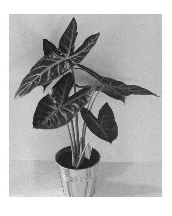 Figure 1 of US plant patent PP25802, the photograph of ALO5 printed in the patent.