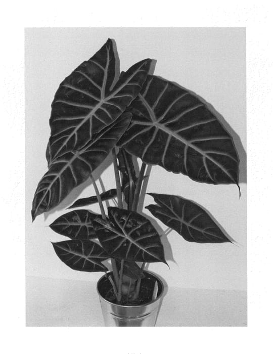 Figure 1 of US plant patent PP25803, the photograph of ALO3 printed in the patent.