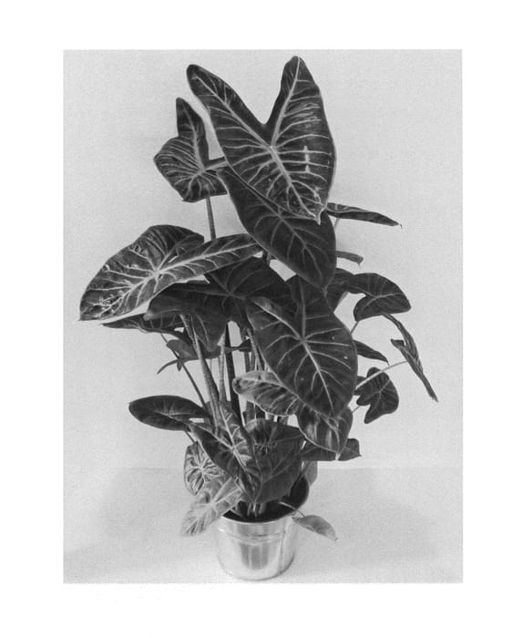Figure 1 of US plant patent PP25804, the photograph of ALO1 printed in the patent.