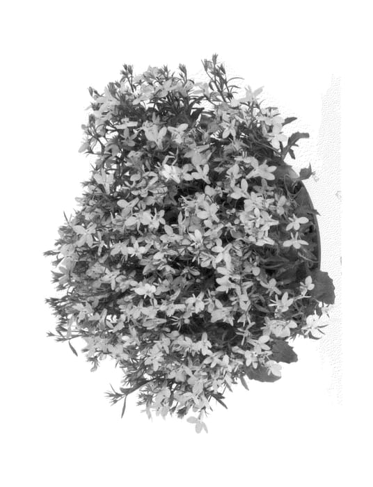 Figure 1 of US plant patent PP25805, the photograph of Duebelaqua printed in the patent.