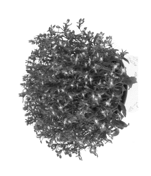 Figure 1 of US plant patent PP25806, the photograph of Duebeldona printed in the patent.