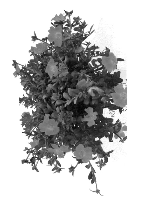 Figure 1 of US plant patent PP25807, the photograph of Duecuppy printed in the patent.