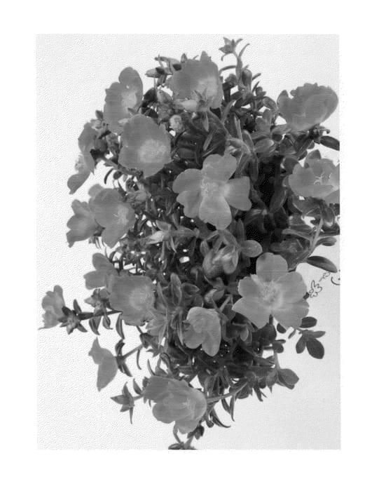 Figure 1 of US plant patent PP25808, the photograph of Duecupcar printed in the patent.