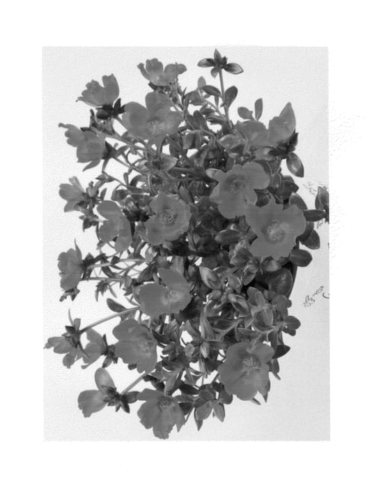 Figure 1 of US plant patent PP25809, the photograph of Duecupcheba printed in the patent.