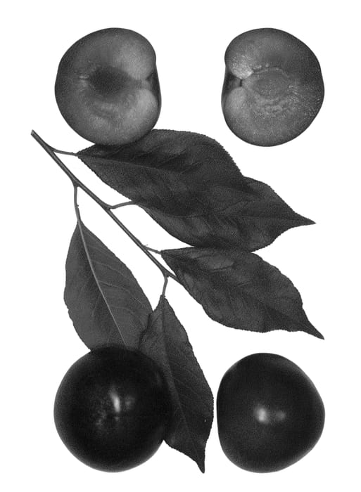 Figure 1 of US plant patent PP25811, the photograph of Crimson Carson printed in the patent.