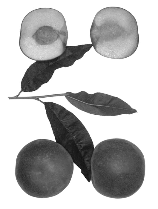 Figure 1 of US plant patent PP25812, the photograph of RICH SNOW printed in the patent.