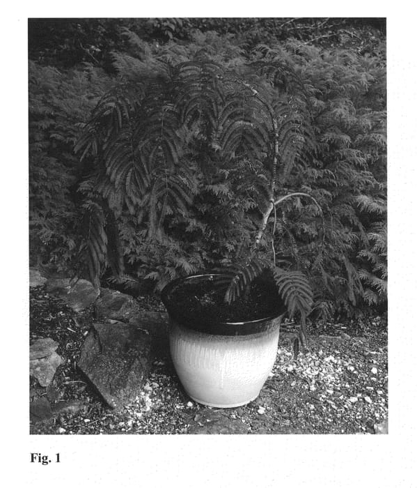 Figure 1 of US plant patent PP25813, the photograph of NCAJ1 printed in the patent.