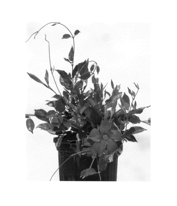 Figure 1 of US plant patent PP25814, the photograph of FGVR2 printed in the patent.