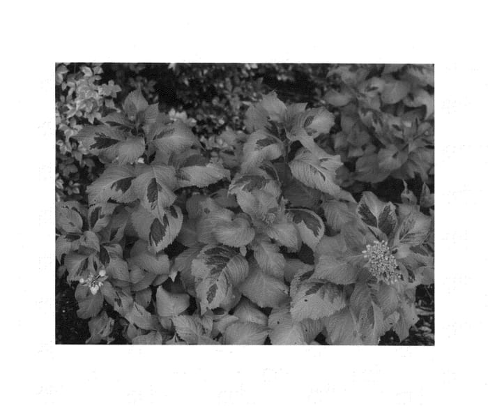 Figure 1 of US plant patent PP25815, the photograph of SMHMSV printed in the patent.