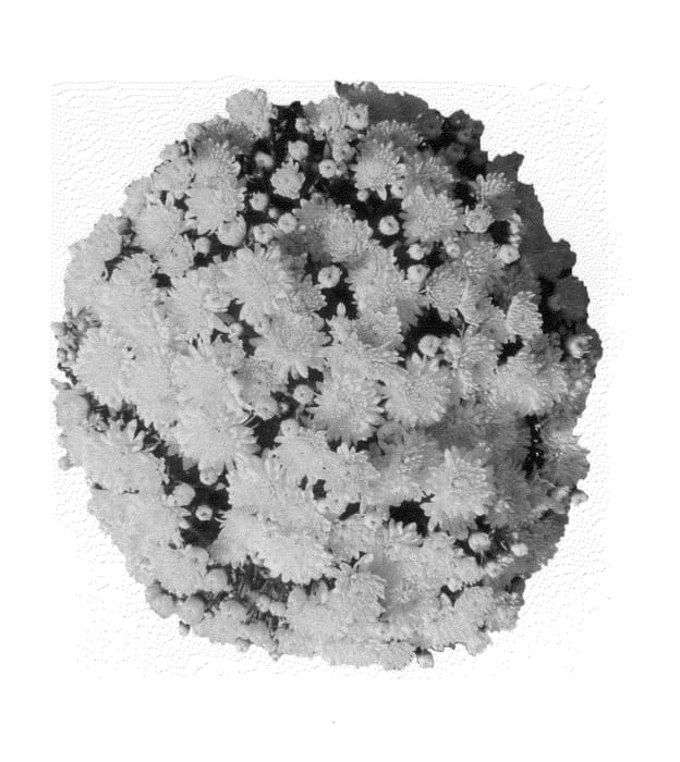 Figure 1 of US plant patent PP25816, the photograph of Fimmdaybriyel printed in the patent.