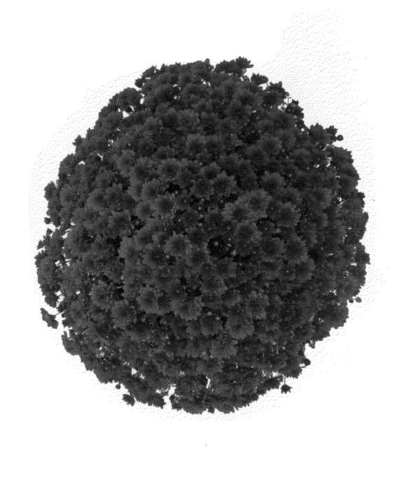 Figure 1 of US plant patent PP25817, the photograph of Fimmerdered printed in the patent.