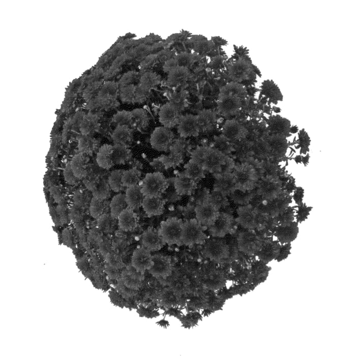 Figure 1 of US plant patent PP25818, the photograph of Fimmsundared printed in the patent.