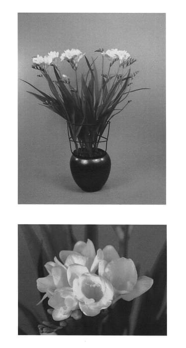 Figure 1 of US plant patent PP25819, the photograph of Zafretweet printed in the patent.