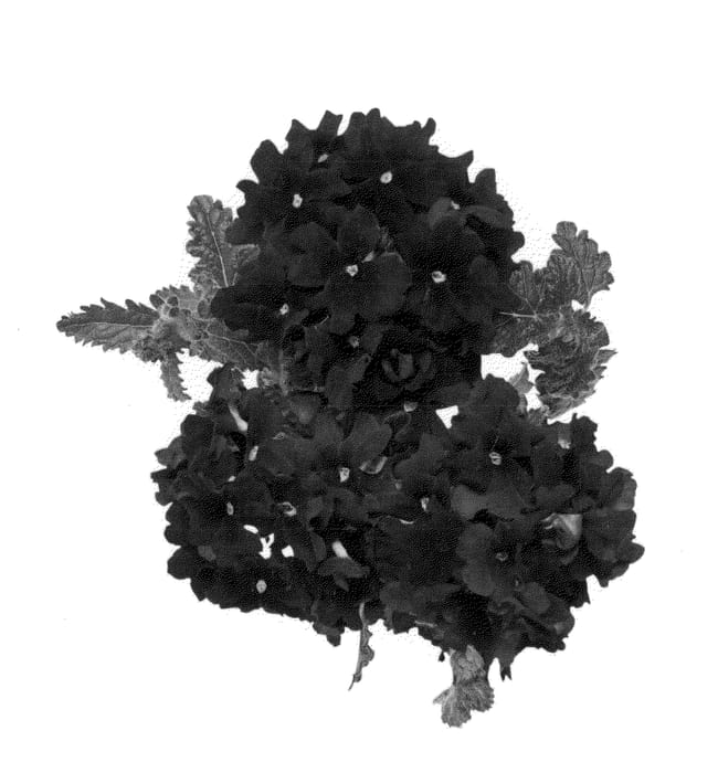 Figure 1 of US plant patent PP25820, the photograph of Duemprialbu printed in the patent.