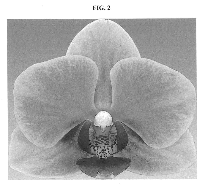 Figure 2 of US plant patent PP25821, the photograph of Grazia printed in the patent.