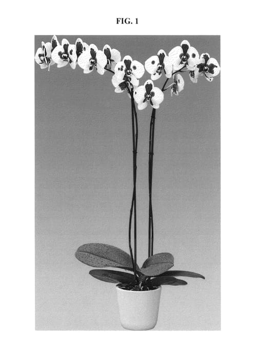 Figure 1 of US plant patent PP25822, the photograph of Moondance printed in the patent.