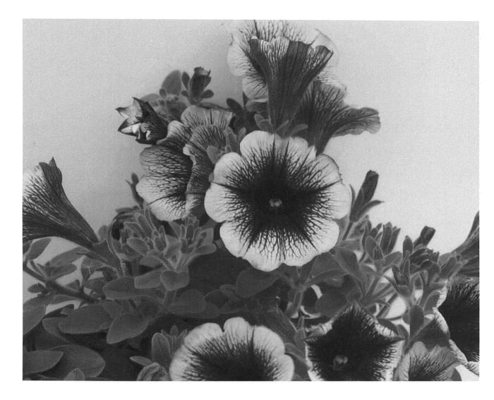 Figure 1 of US plant patent PP25823, the photograph of KLEPH12220 printed in the patent.