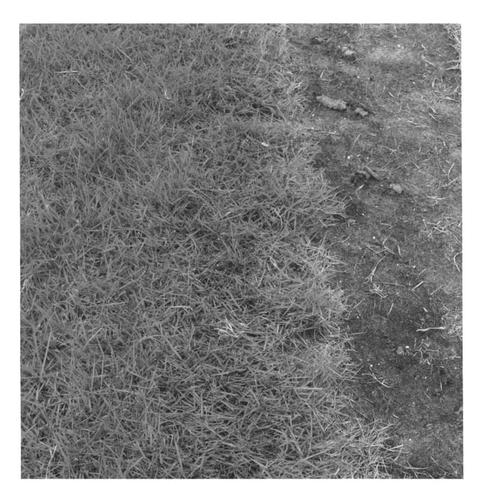 Figure 1 of US plant patent PP25824, the photograph of DR2011 printed in the patent.