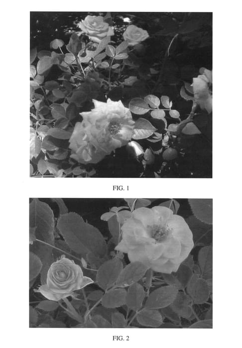 Figure 1 of US plant patent PP25825, the photograph of ZARsunorgdlt printed in the patent.