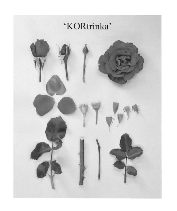 Figure 1 of US plant patent PP25826, the photograph of KORtrinka printed in the patent.