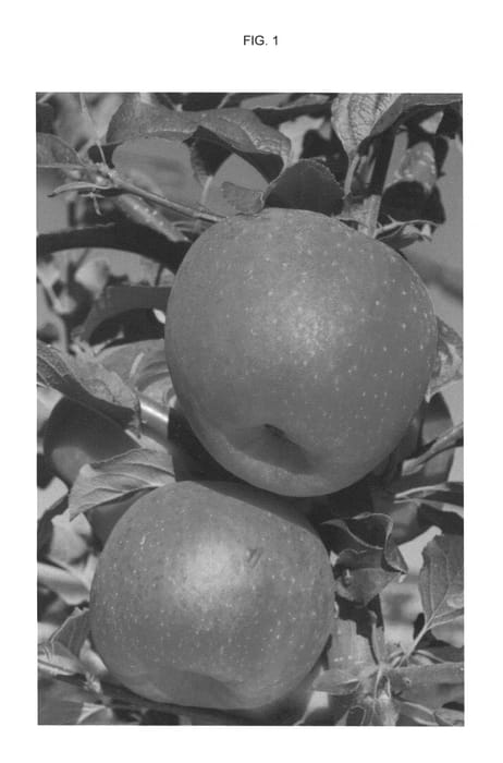 Figure 1 of US plant patent PP25827, the photograph of REGALYOU printed in the patent.