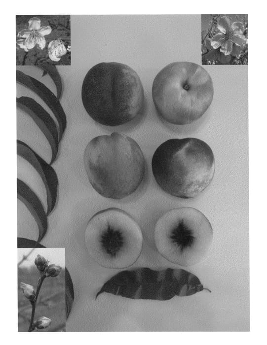 Figure 1 of US plant patent PP25828, the photograph of Pearlicious XVI printed in the patent.