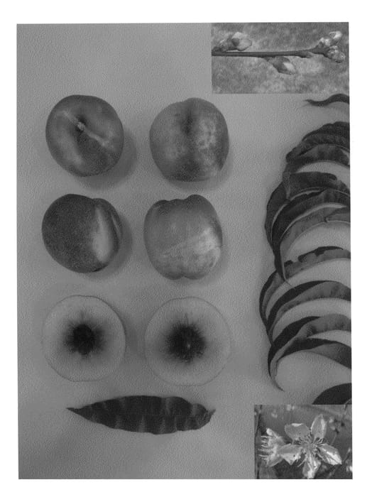 Figure 1 of US plant patent PP25829, the photograph of Autumn Pearl printed in the patent.
