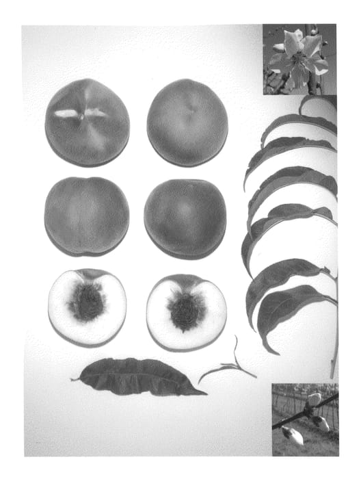 Figure 1 of US plant patent PP25830, the photograph of Sierra Princess printed in the patent.
