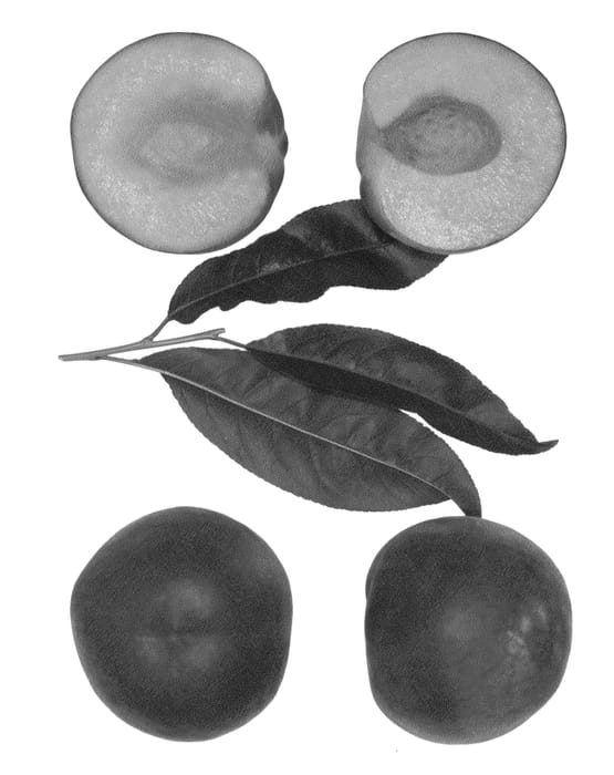 Figure 1 of US plant patent PP25831, the photograph of Rich Fire printed in the patent.