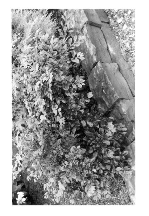 Figure 1 of US plant patent PP25832, the photograph of sPg-3-002 printed in the patent.