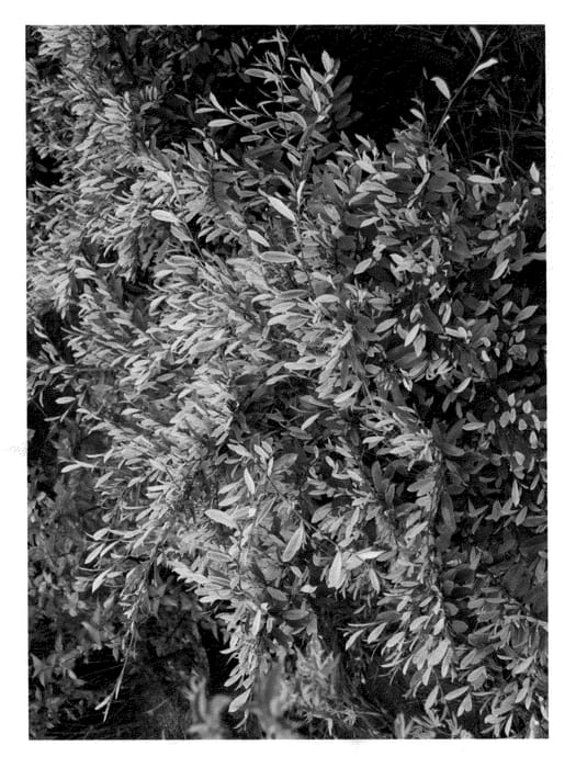 Figure 1 of US plant patent PP25833, the photograph of sPg-3-007 printed in the patent.