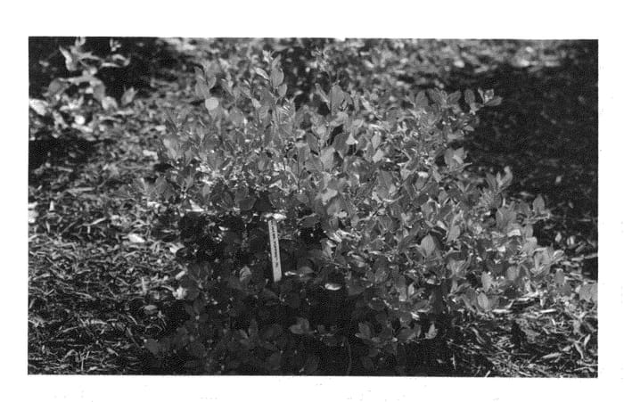 Figure 1 of US plant patent PP25834, the photograph of FarrowMrP printed in the patent.