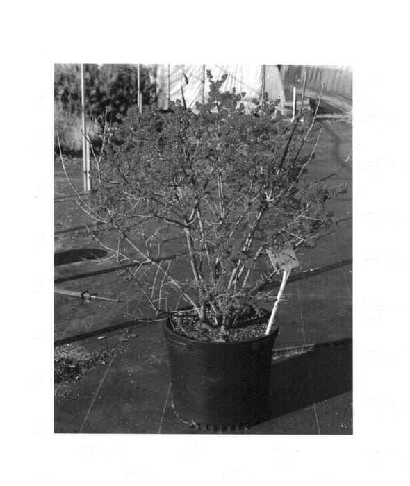 Figure 1 of US plant patent PP25835, the photograph of FarrowBPop printed in the patent.