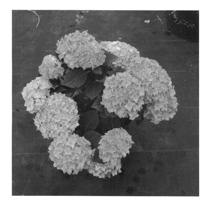 Figure 1 of US plant patent PP25836, the photograph of SMHMES14 printed in the patent.