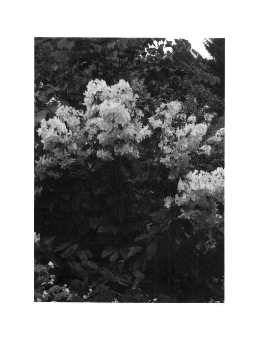 Figure 1 of US plant patent PP25837, the photograph of WRHPBB2 printed in the patent.