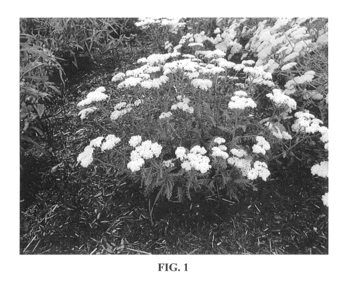 Figure 1 of US plant patent PP25838, the photograph of Novaachdus printed in the patent.