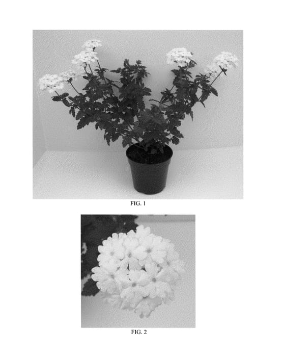 Figure 1 of US plant patent PP25839, the photograph of Balendish printed in the patent.