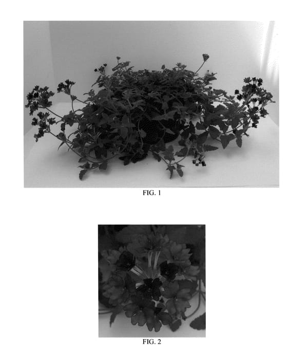 Figure 1 of US plant patent PP25840, the photograph of Balendurp printed in the patent.