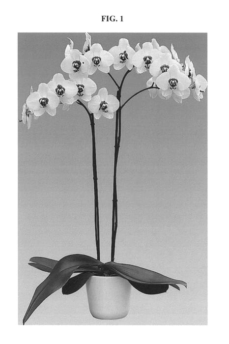 Figure 1 of US plant patent PP25841, the photograph of Everly Bear printed in the patent.
