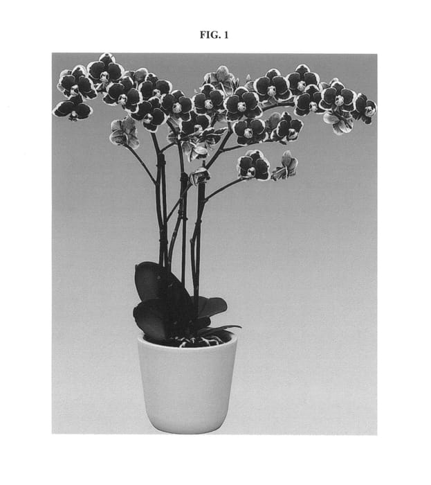 Figure 1 of US plant patent PP25842, the photograph of Airborne printed in the patent.