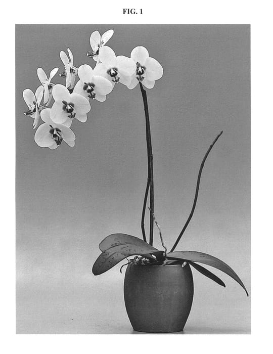 Figure 1 of US plant patent PP25843, the photograph of Gold City printed in the patent.