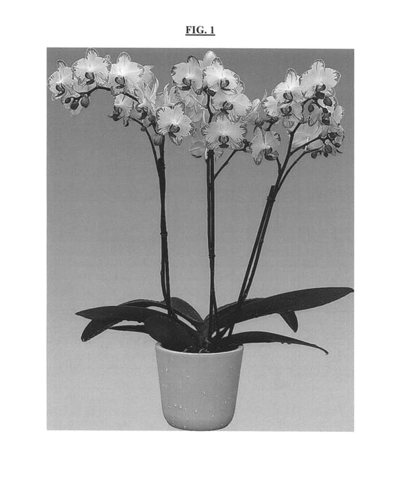 Figure 1 of US plant patent PP25844, the photograph of FLOR170430 printed in the patent.