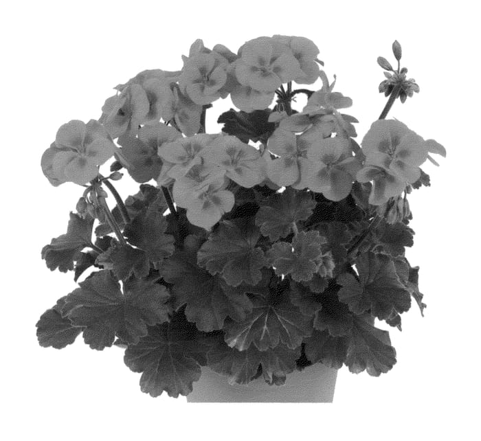 Figure 1 of US plant patent PP25845, the photograph of Duesarwisal printed in the patent.