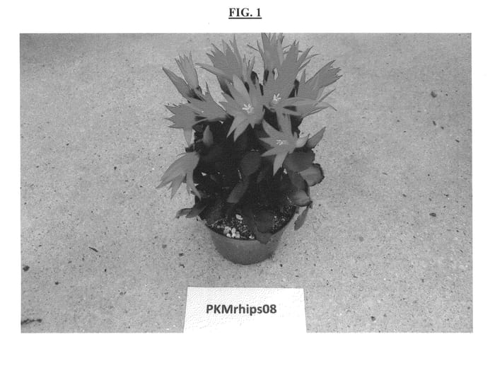 Figure 1 of US plant patent PP25846, the photograph of PKMRhips08 printed in the patent.