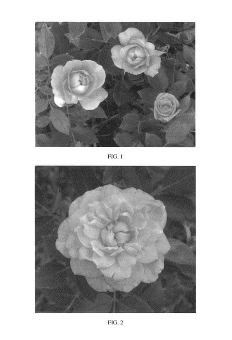 Figure 1 of US plant patent PP25847, the photograph of ZARsunfrapk printed in the patent.