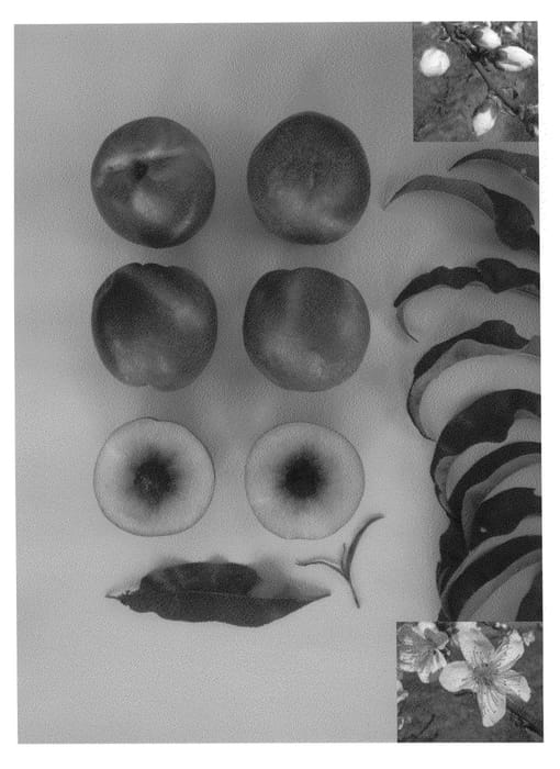 Figure 1 of US plant patent PP25848, the photograph of Sierra Pearl printed in the patent.