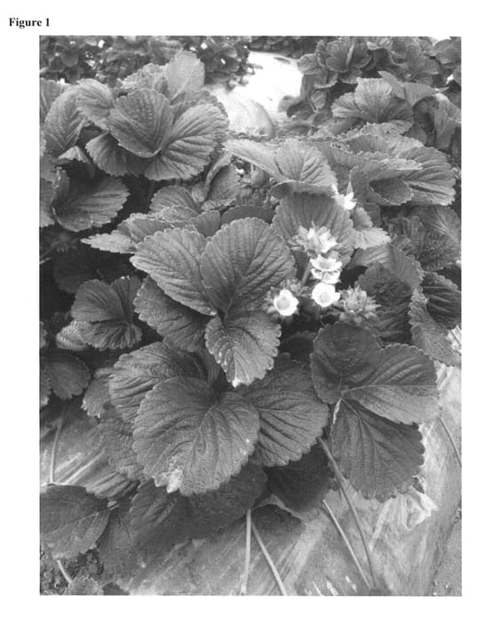 Figure 1 of US plant patent PP25849, the photograph of LILI printed in the patent.