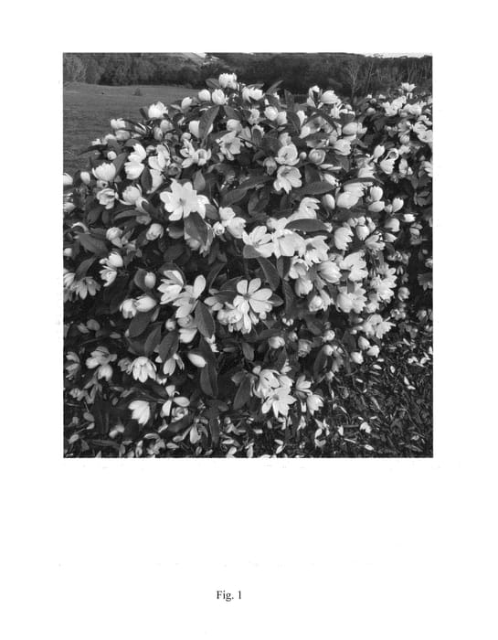 Figure 1 of US plant patent PP25850, the photograph of MicJur02 printed in the patent.