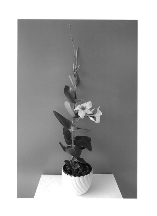Figure 1 of US plant patent PP25851, the photograph of Lannorthcarolina printed in the patent.