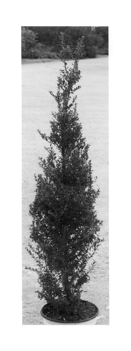 Figure 1 of US plant patent PP25852, the photograph of FarrowSK6 printed in the patent.